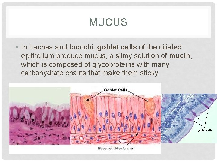 MUCUS • In trachea and bronchi, goblet cells of the ciliated epithelium produce mucus,