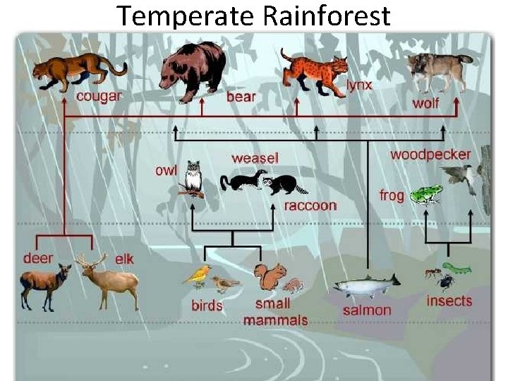 Temperate Rainforest 