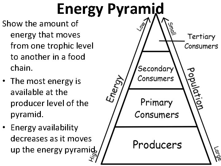 Energy Pyramid Show the amount of energy that moves from one trophic level to