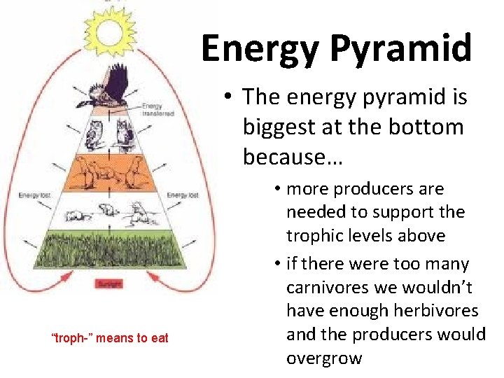 Energy Pyramid • The energy pyramid is biggest at the bottom because… “troph-” means