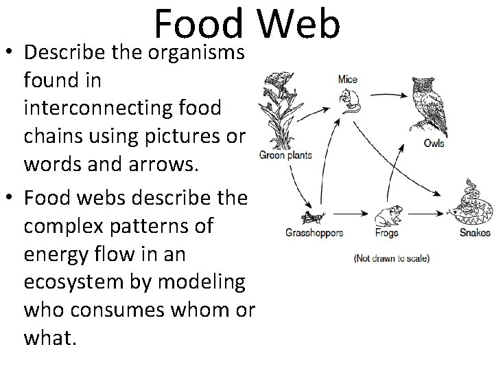 Food Web • Describe the organisms found in interconnecting food chains using pictures or