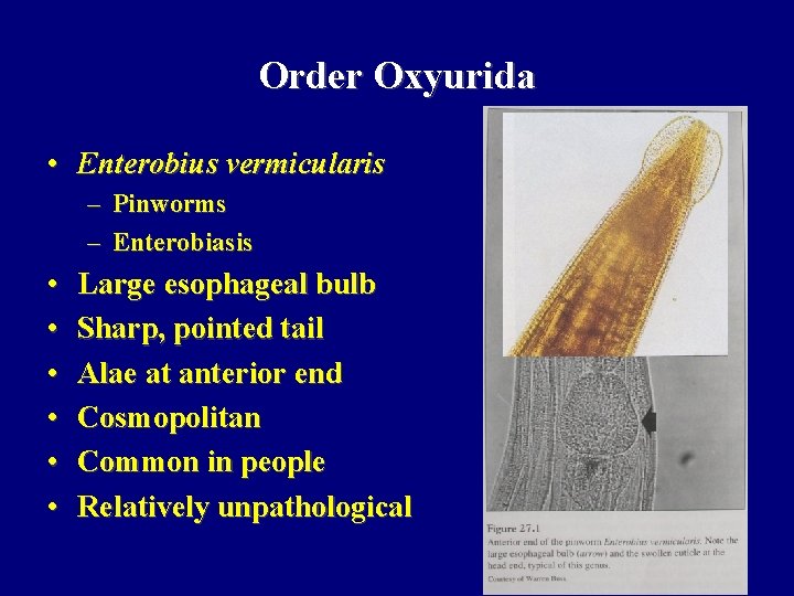 Order Oxyurida • Enterobius vermicularis – Pinworms – Enterobiasis • • • Large esophageal