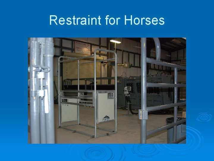 Restraint for Horses 