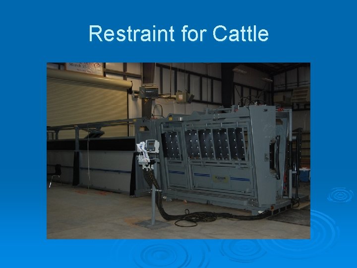 Restraint for Cattle 