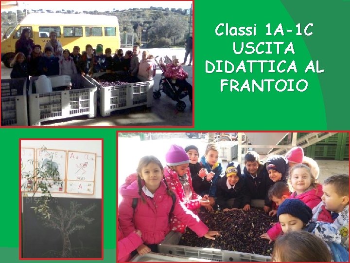 Classi 1 A-1 C USCITA DIDATTICA AL FRANTOIO 