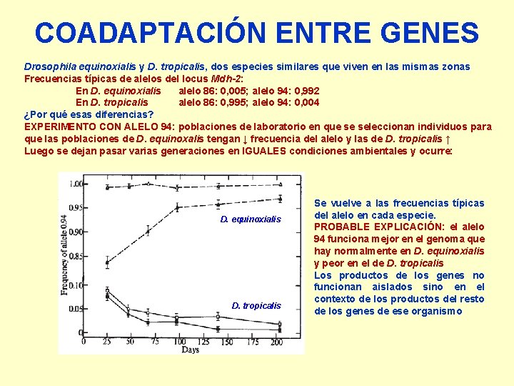 COADAPTACIÓN ENTRE GENES Drosophila equinoxialis y D. tropicalis, dos especies similares que viven en