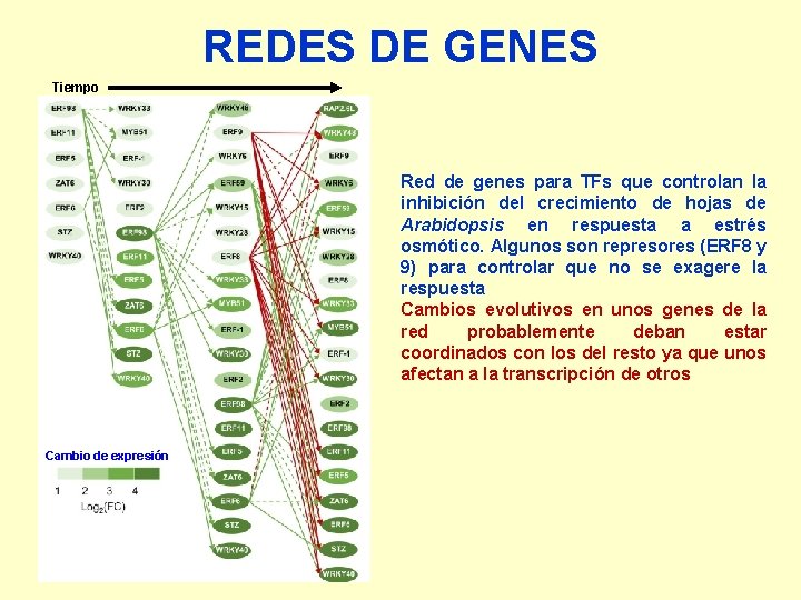 REDES DE GENES Tiempo Red de genes para TFs que controlan la inhibición del