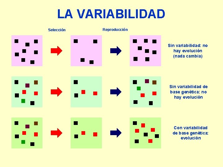 LA VARIABILIDAD Selección Reproducción Sin variabilidad: no hay evolución (nada cambia) Sin variabilidad de