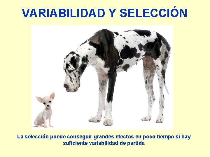 VARIABILIDAD Y SELECCIÓN La selección puede conseguir grandes efectos en poco tiempo si hay