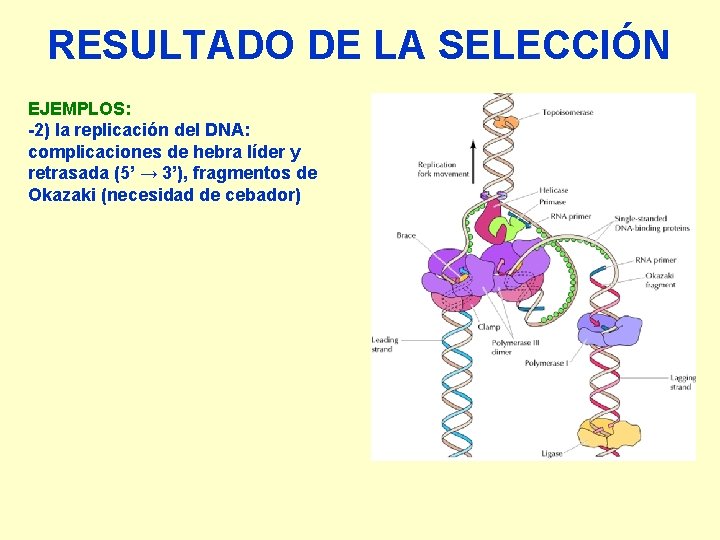 RESULTADO DE LA SELECCIÓN EJEMPLOS: -2) la replicación del DNA: complicaciones de hebra líder