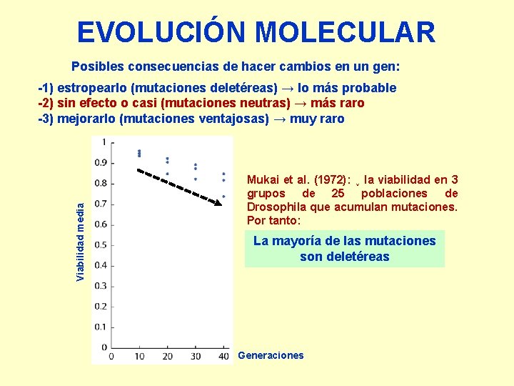 EVOLUCIÓN MOLECULAR Posibles consecuencias de hacer cambios en un gen: Viabilidad media -1) estropearlo