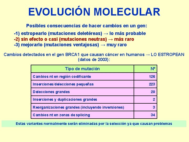 EVOLUCIÓN MOLECULAR Posibles consecuencias de hacer cambios en un gen: -1) estropearlo (mutaciones deletéreas)