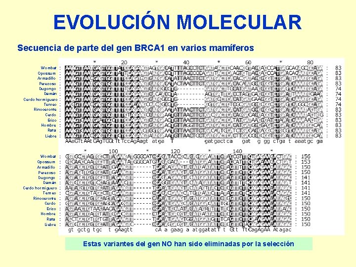 EVOLUCIÓN MOLECULAR Secuencia de parte del gen BRCA 1 en varios mamíferos Wombat Opossum