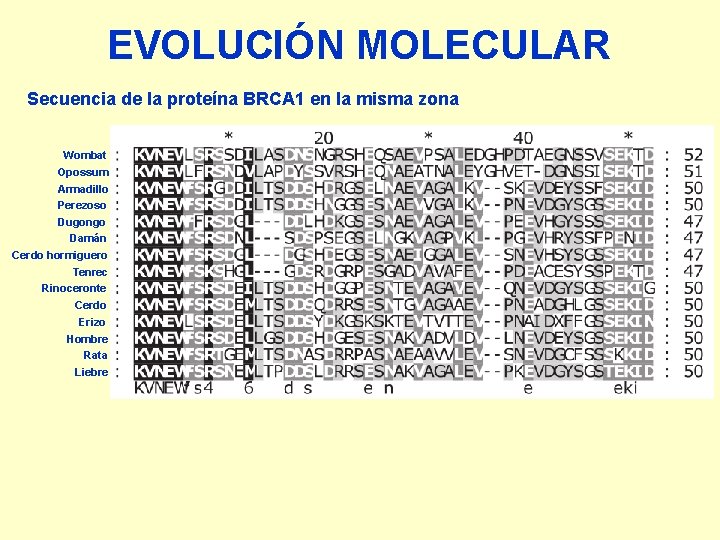 EVOLUCIÓN MOLECULAR Secuencia de la proteína BRCA 1 en la misma zona Wombat Opossum