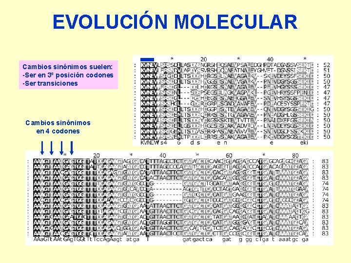 EVOLUCIÓN MOLECULAR Cambios sinónimos suelen: -Ser en 3ª posición codones -Ser transiciones Cambios sinónimos