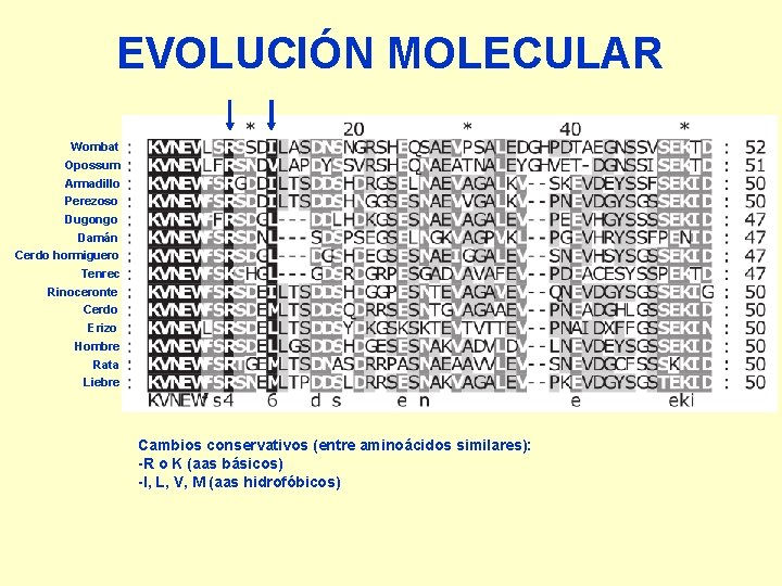 EVOLUCIÓN MOLECULAR Wombat Opossum Armadillo Perezoso Dugongo Damán Cerdo hormiguero Tenrec Rinoceronte Cerdo Erizo