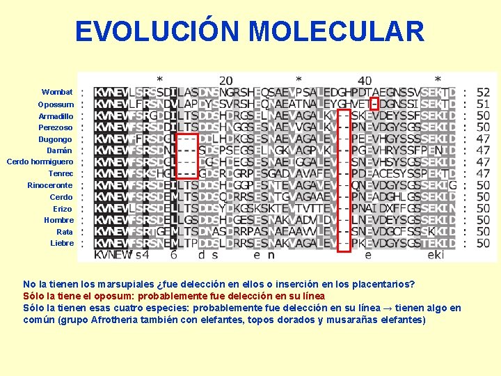 EVOLUCIÓN MOLECULAR Wombat Opossum Armadillo Perezoso Dugongo Damán Cerdo hormiguero Tenrec Rinoceronte Cerdo Erizo