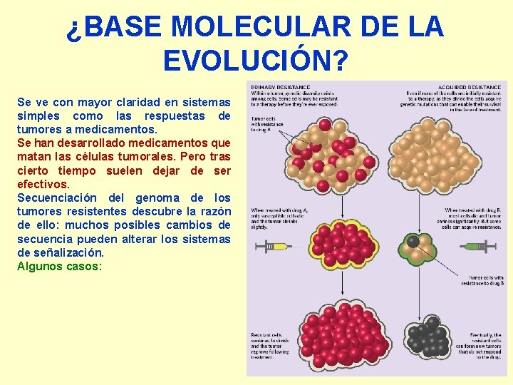 ¿BASE MOLECULAR DE LA EVOLUCIÓN? Se ve con mayor claridad en sistemas simples como