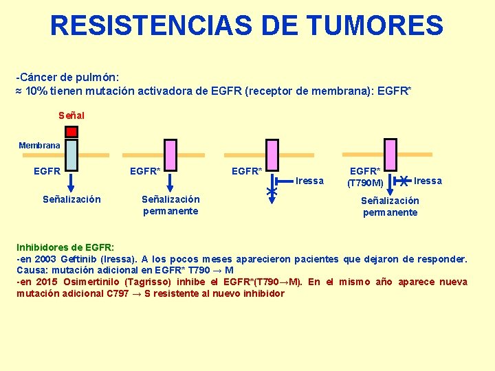 RESISTENCIAS DE TUMORES -Cáncer de pulmón: ≈ 10% tienen mutación activadora de EGFR (receptor