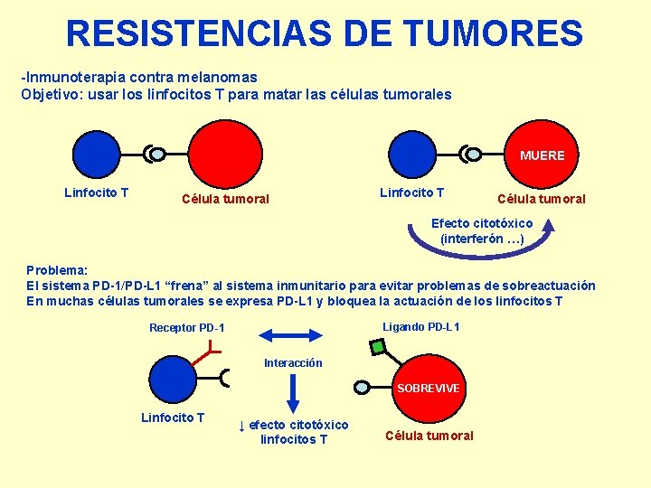 RESISTENCIAS DE TUMORES -Inmunoterapia contra melanomas Objetivo: usar los linfocitos T para matar las