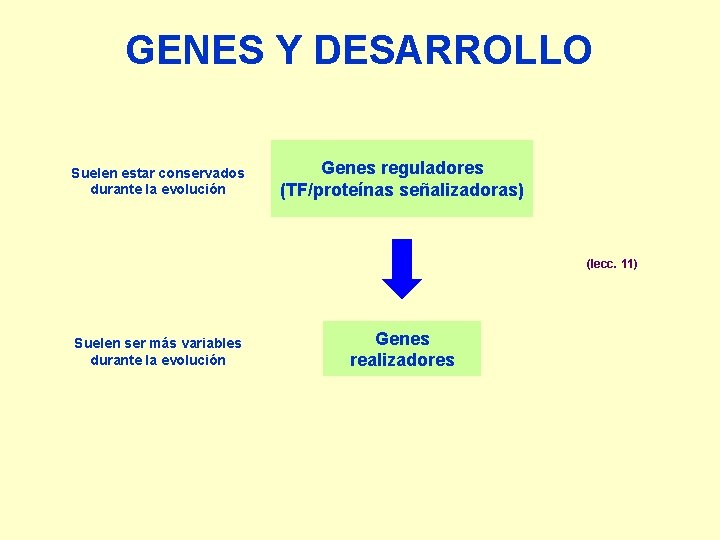 GENES Y DESARROLLO Suelen estar conservados durante la evolución Genes reguladores (TF/proteínas señalizadoras) (lecc.