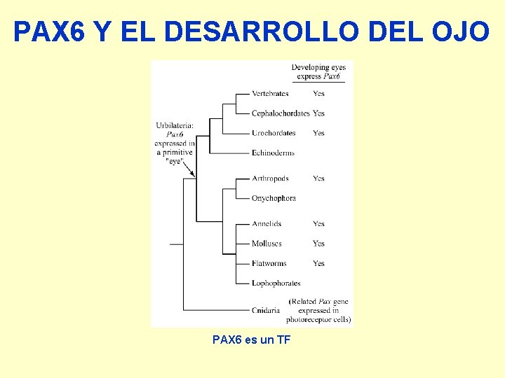 PAX 6 Y EL DESARROLLO DEL OJO PAX 6 es un TF 