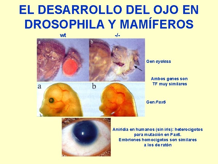 EL DESARROLLO DEL OJO EN DROSOPHILA Y MAMÍFEROS wt -/- Gen eyeless Ambos genes