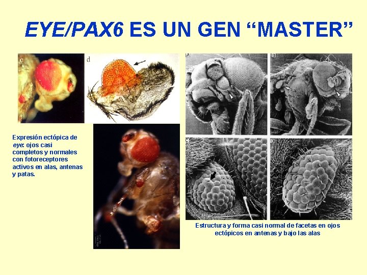 EYE/PAX 6 ES UN GEN “MASTER” Expresión ectópica de eye: ojos casi completos y