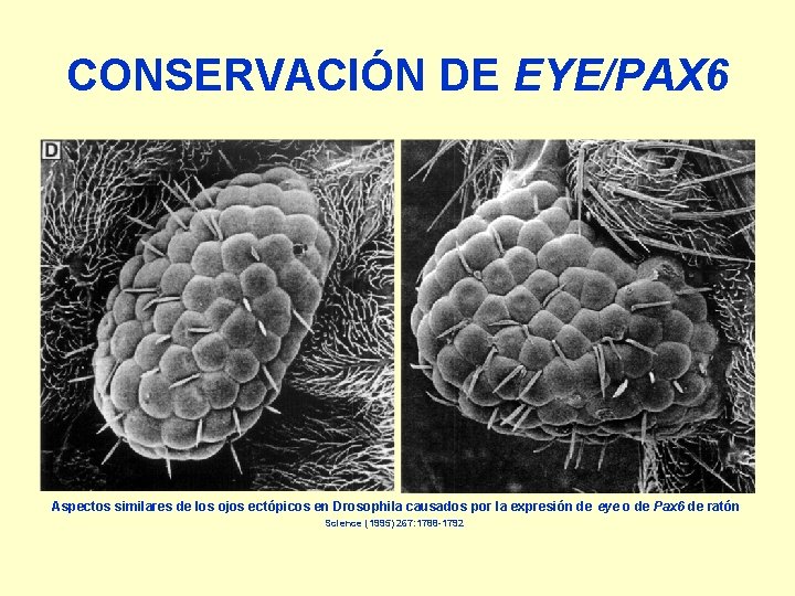 CONSERVACIÓN DE EYE/PAX 6 Aspectos similares de los ojos ectópicos en Drosophila causados por