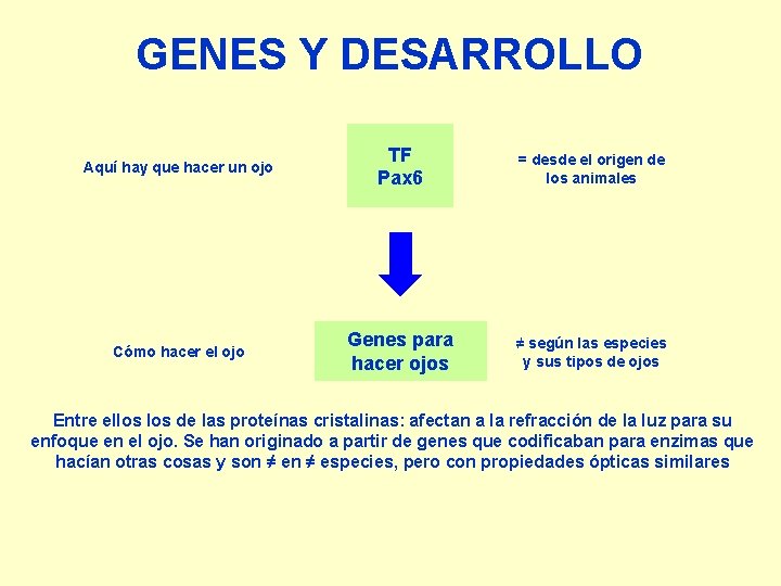 GENES Y DESARROLLO Aquí hay que hacer un ojo TF Pax 6 = desde