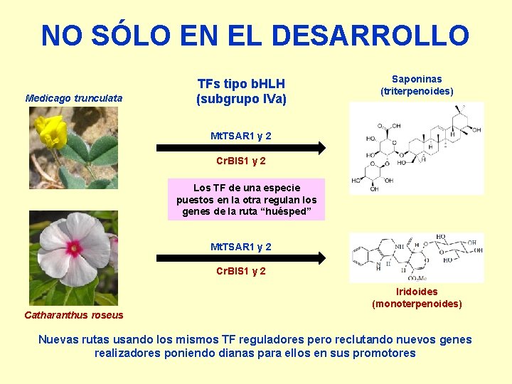 NO SÓLO EN EL DESARROLLO Medicago trunculata TFs tipo b. HLH (subgrupo IVa) Saponinas