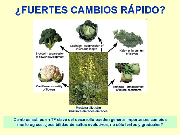 ¿FUERTES CAMBIOS RÁPIDO? Mostaza silvestre Brassica oleracea Cambios sutiles en TF clave del desarrollo