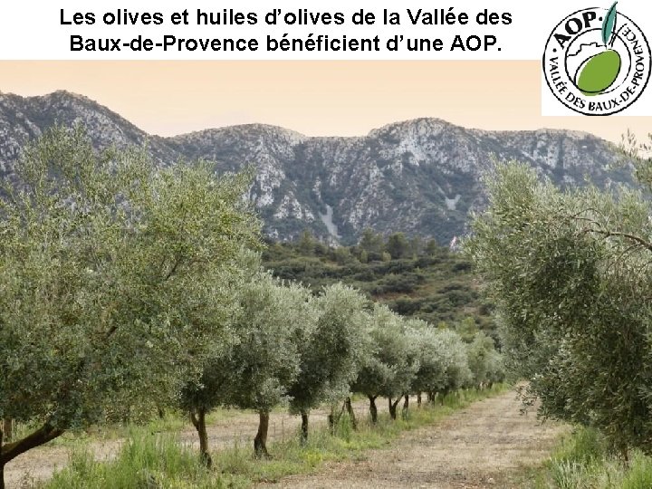 Les olives et huiles d’olives de la Vallée des Baux-de-Provence bénéficient d’une AOP. 