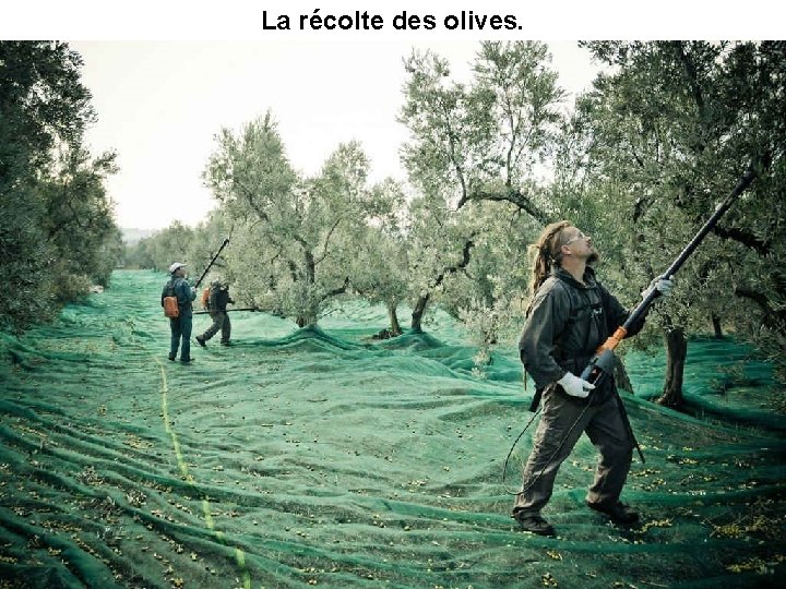 La récolte des olives. 
