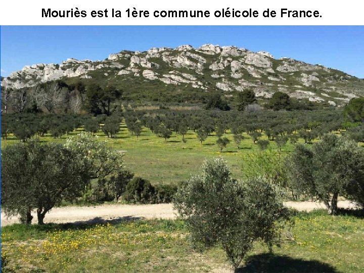 Mouriès est la 1ère commune oléicole de France. 