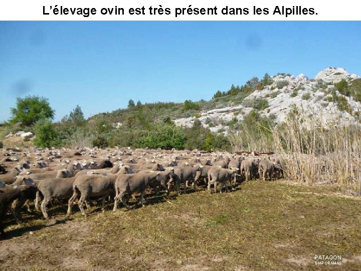 L’élevage ovin est très présent dans les Alpilles. PATAGON DIAPORAMAS 