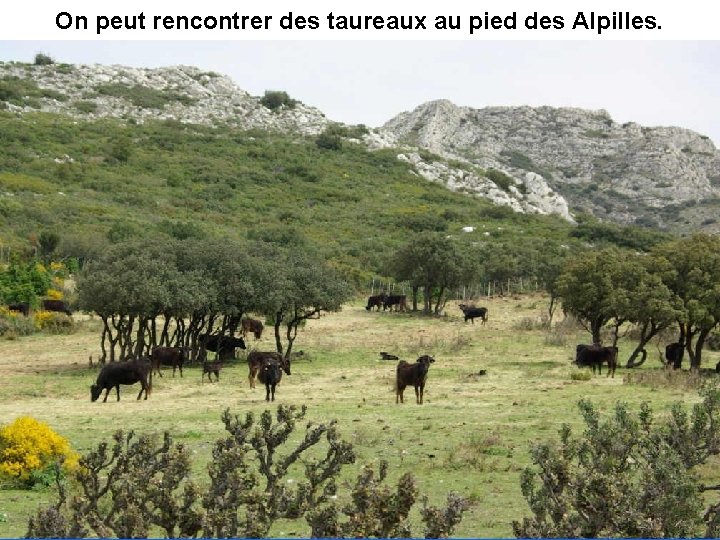 On peut rencontrer des taureaux au pied des Alpilles. 