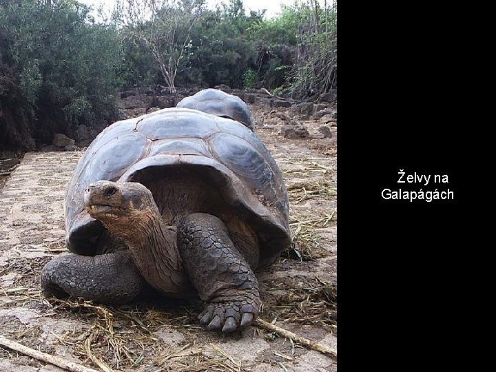 Želvy na Galapágách 