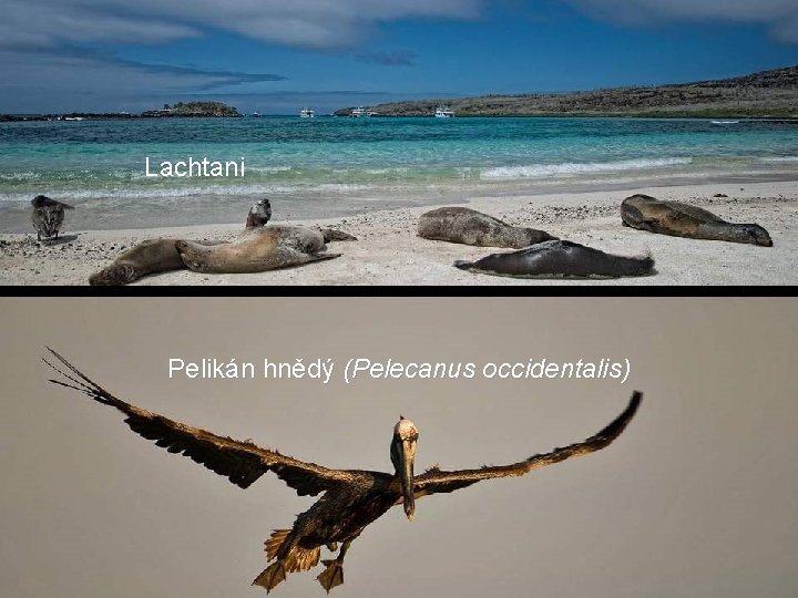 Lachtani Albatros 2, 4 m Pelikán hnědý (Pelecanus occidentalis) 