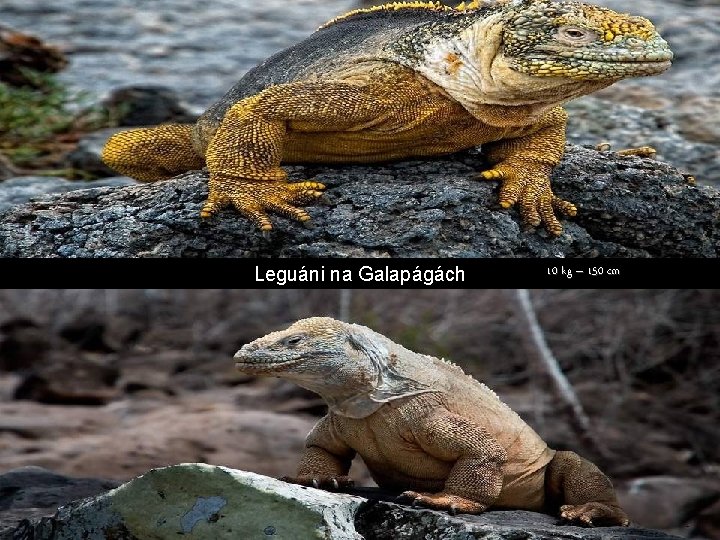 Leguáni na Galapágách 10 kg – 150 cm 