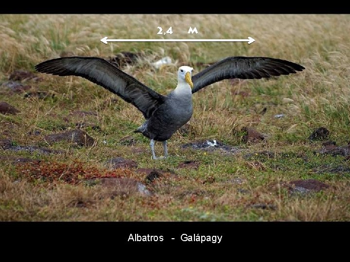 2, 4 m Albatros - Galápagy 