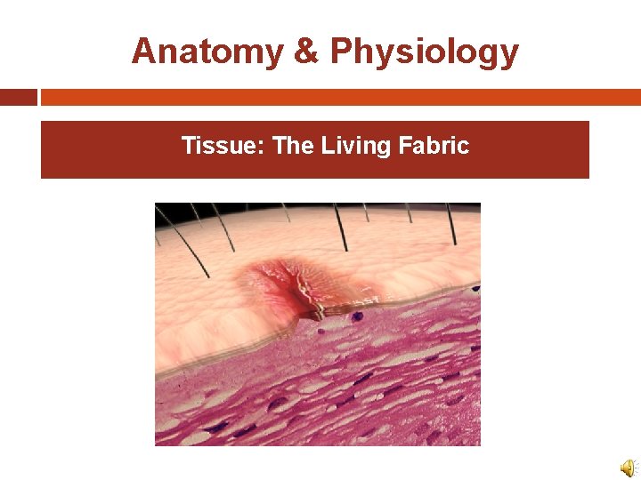 Anatomy & Physiology Tissue: The Living Fabric 