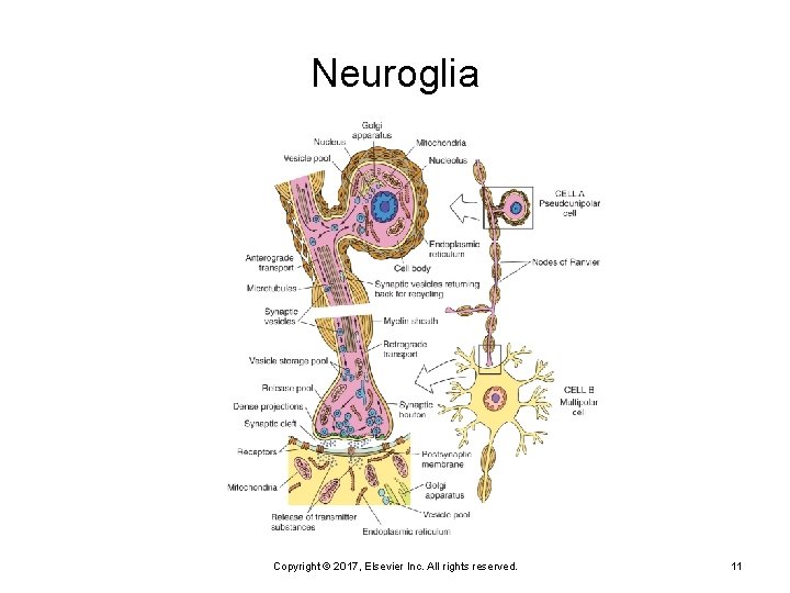 Neuroglia Copyright © 2017, Elsevier Inc. All rights reserved. 11 