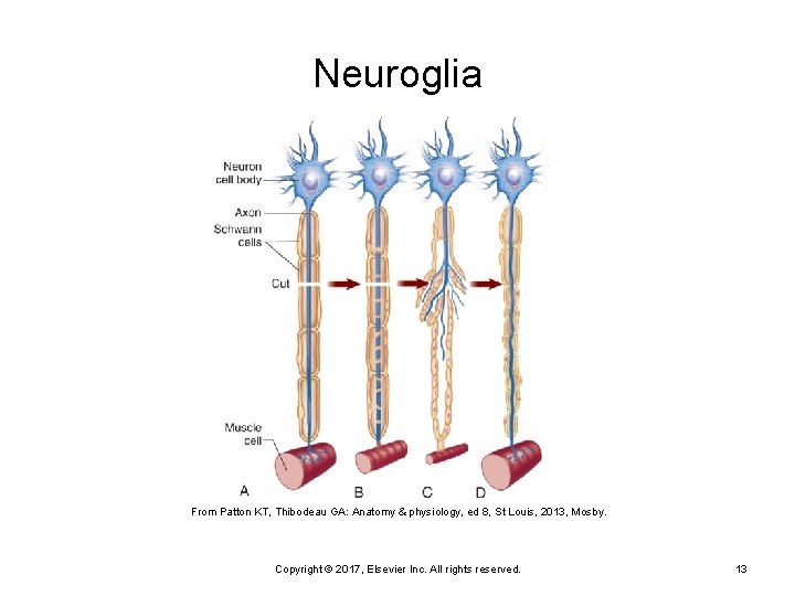 Neuroglia From Patton KT, Thibodeau GA: Anatomy & physiology, ed 8, St Louis, 2013,