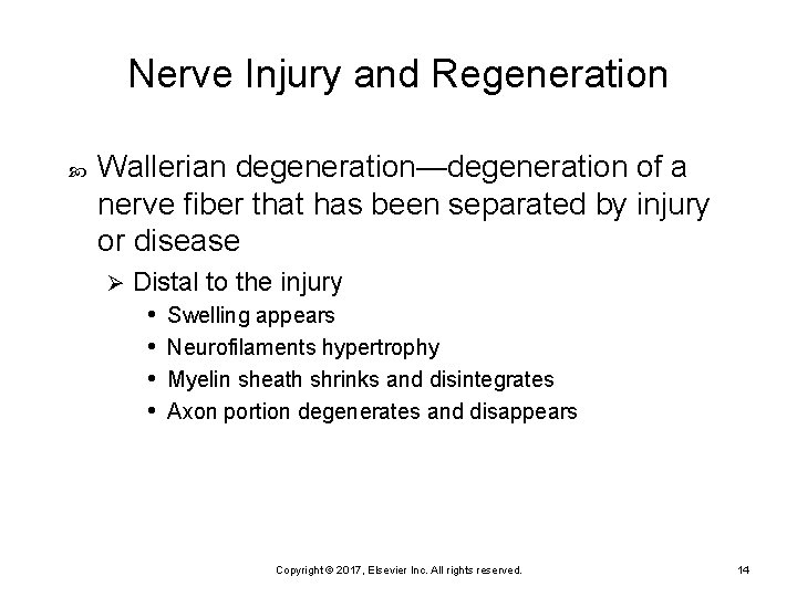 Nerve Injury and Regeneration Wallerian degeneration—degeneration of a nerve fiber that has been separated