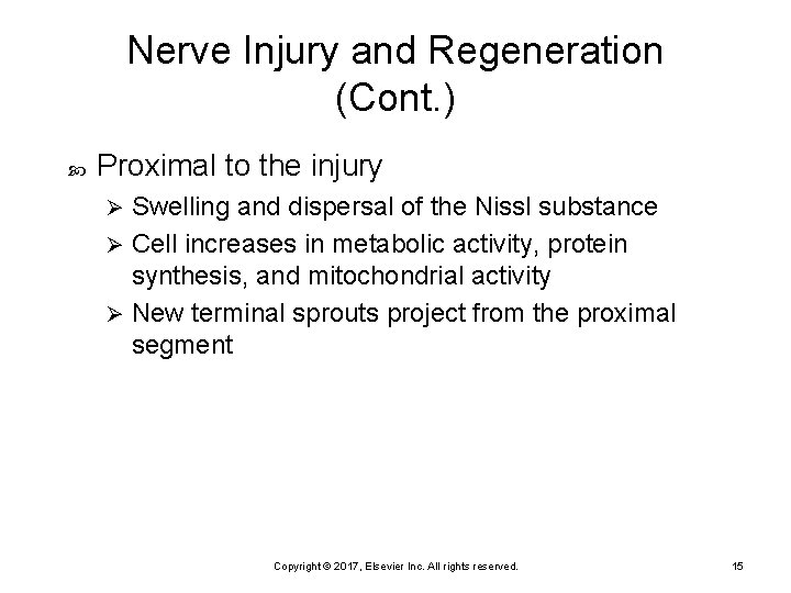 Nerve Injury and Regeneration (Cont. ) Proximal to the injury Swelling and dispersal of