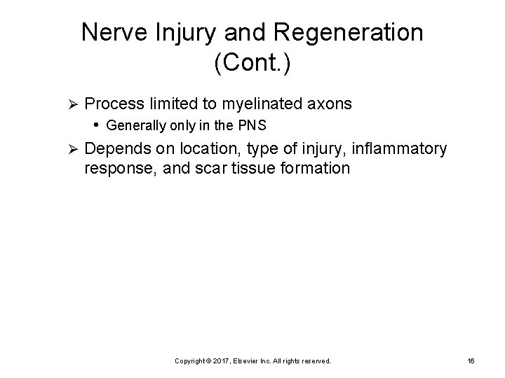 Nerve Injury and Regeneration (Cont. ) Process limited to myelinated axons • Generally only