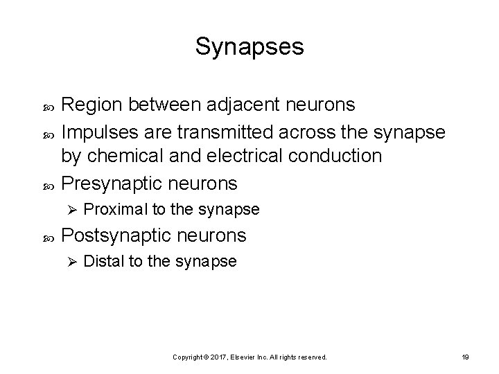 Synapses Region between adjacent neurons Impulses are transmitted across the synapse by chemical and