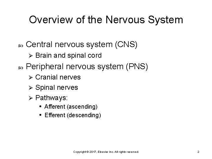 Overview of the Nervous System Central nervous system (CNS) Ø Brain and spinal cord