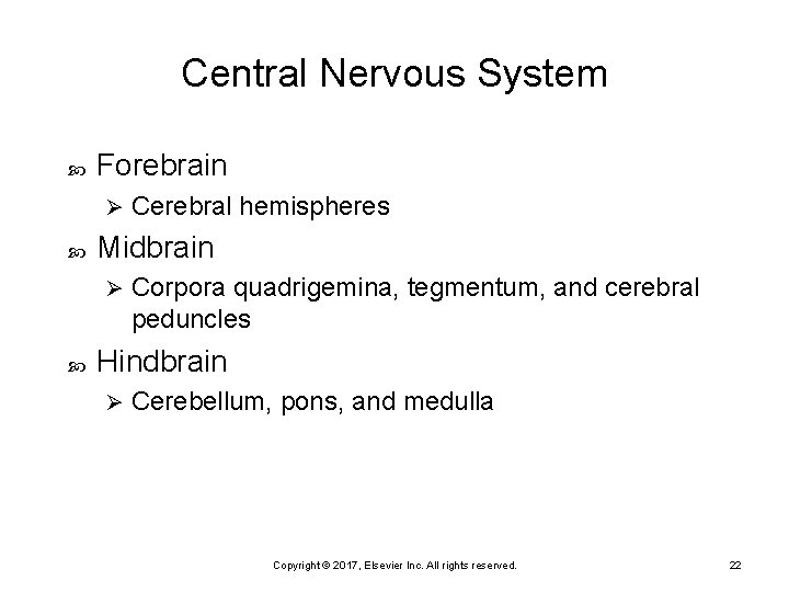 Central Nervous System Forebrain Ø Midbrain Ø Cerebral hemispheres Corpora quadrigemina, tegmentum, and cerebral
